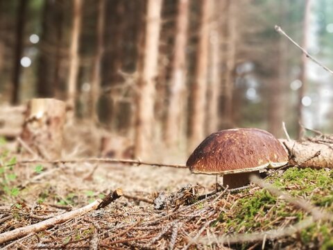 Porcini mushroom (Boletus edulis, Boletus pinophilus) in a forest in autumn