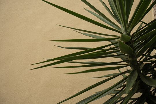 Close-Up of Green Plant Against Beige Wall