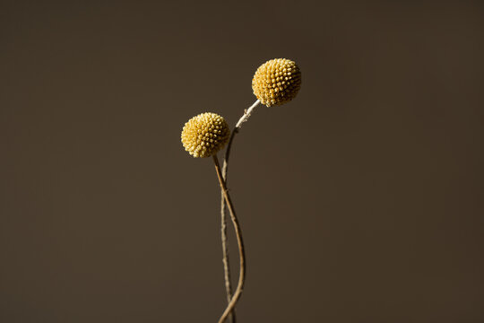 Studio Shot of Craspedia Flowers