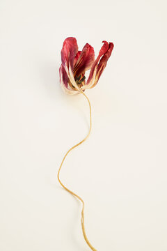 Curved dried tulip stem and blossom in flat lay position
