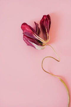 Wilted burgundy tulip blossom on pink colored surface