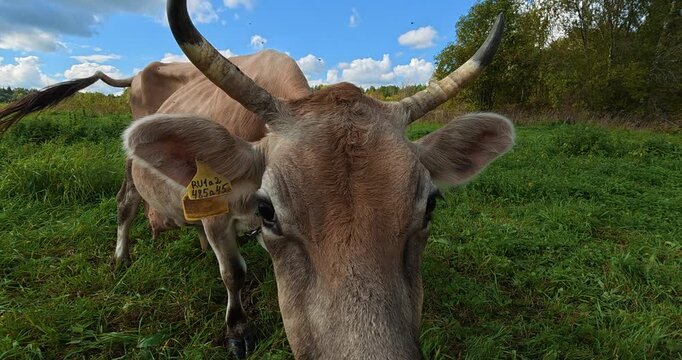 A cow grazes in a green meadow on a sunny day. Cattle farming.