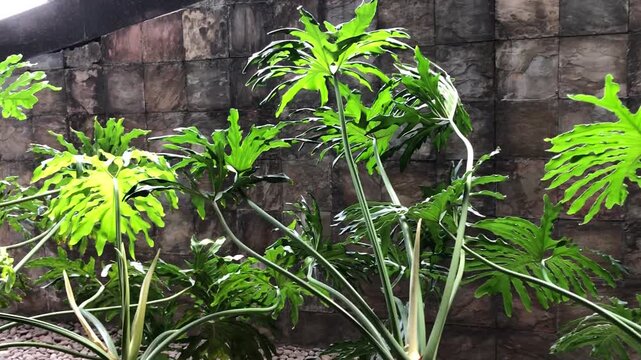 Lush green philodendron plants growing against a textured stone wall in a garden.