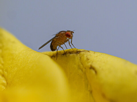 Fruchtfliege (Drosophila melanogaster)