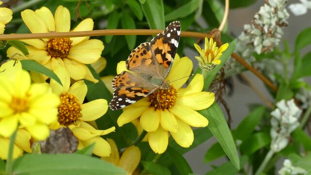 Painted Lady (Vanessa cardui) butterfly moving around on a yellow flower in Zurich, Switzerland
