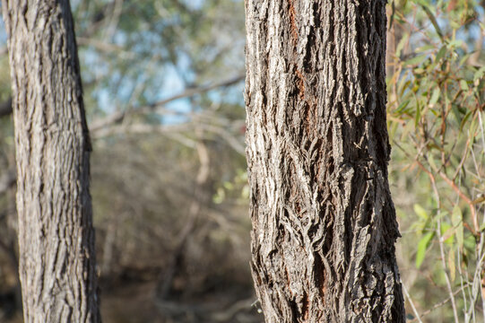 Australian Outback scenery, bushland and bushland details in Far North Queensland, Mount Surprise region