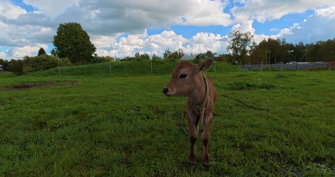 A handsome young bull grazes in a green meadow on a sunny day. Cattle farming.
