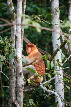 View of a male proboscis monkey with its characteristic large nose perched on a tree branch in the lush rainforest of Malaysia.