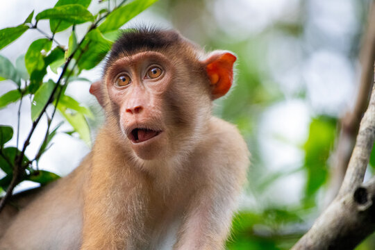 View of a young macaque monkey with an expressive face sitting in a tree with green foliage in Malaysia.