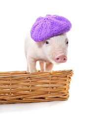 Little piglet in purple knitted beret hat inside wicker basket on white background. © ANASTASIIA