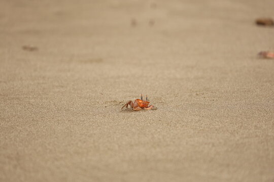 View of a small orange crab crawling on the wet sand of a beach in Costa Rica.