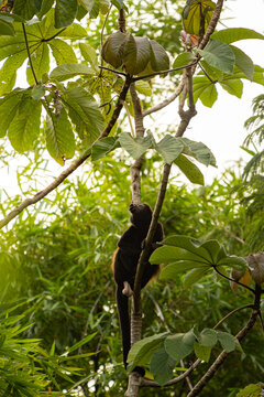 View of a howler monkey climbing a tree in the lush tropical rainforest of Costa Rica.