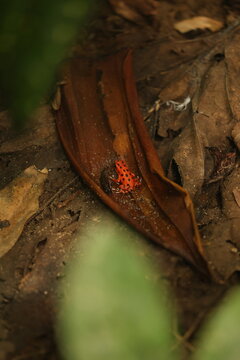 View of a vibrant strawberry poison-dart frog resting on a brown fallen leaf on the forest floor near Red Frog Beach in Bastimentos Island, Bocas del Toro, Panama.