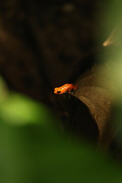 View of a vibrant strawberry poison-dart frog resting on a leaf at Red Frog Beach in Bastimentos Island, Bocas del Toro Province, Panama.