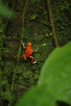 View of a vibrant orange strawberry poison-dart frog clinging to a mossy tree trunk in the tropical rainforest near Red Frog Beach, Bastimentos Island, Bocas del Toro Province, Panama.