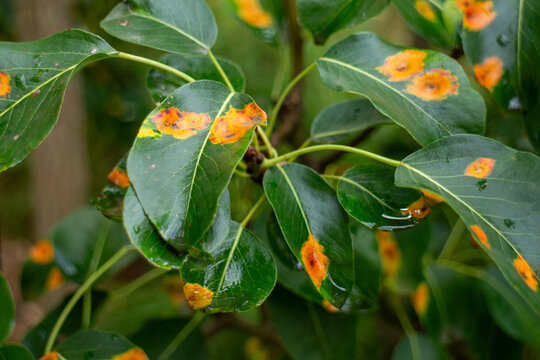 Pear leaves infected with brightly colored bright orange rust fungal disease