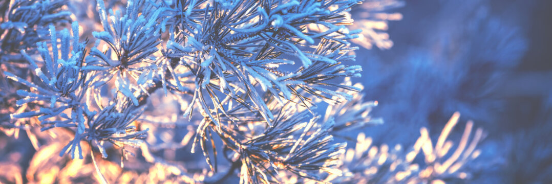 Pine branches covered with rime. Nature winter background. Winter nature. Snowy forest. Christmas background