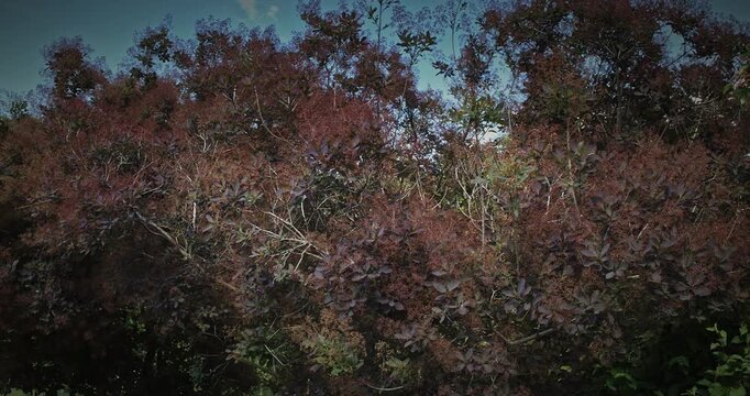 Cotinus coggygria with purple foliage and flowers