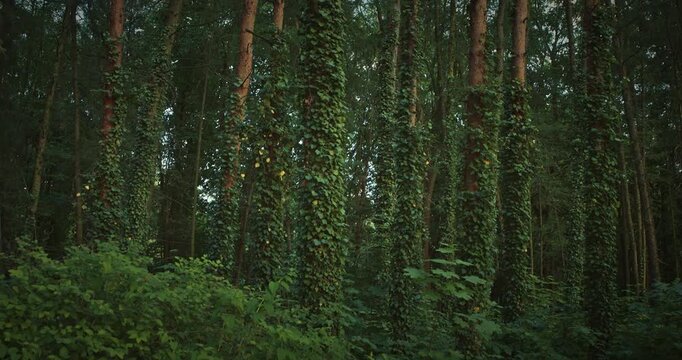 Thick Green Ivy Vines Climbing Up Old Tree Trunk in Dense Forest