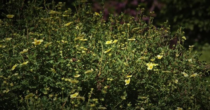 Bright Yellow Dasiphora Fruticosa Flowers Blooming on Green Shrub
