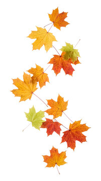 Falling autumn maple leaves isolated on transparent background