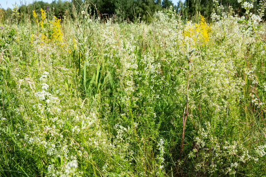 Horizontal summer meadow covered with white umbellifer flowers and yellow wild grasses under sunlight. Great for nature landscape backgrounds, wildflower meadow art, and eco-friendly design.