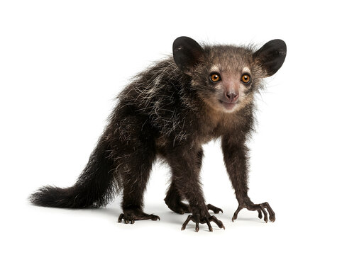 Aye-aye lemur portrait, rare nocturnal primate isolated on white background