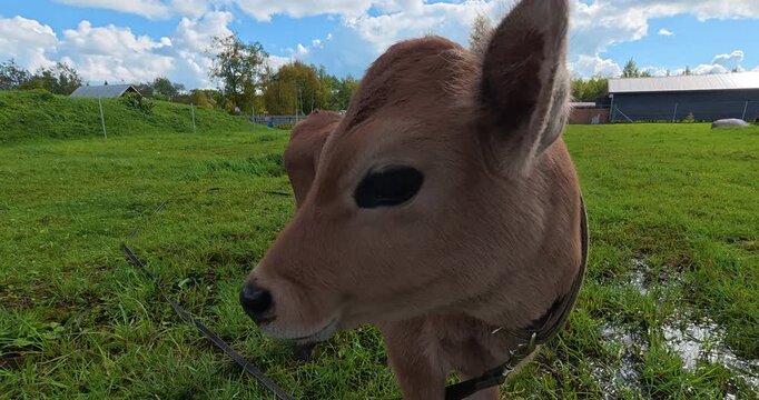 A handsome young bull grazes in a green meadow on a sunny day. Cattle farming.