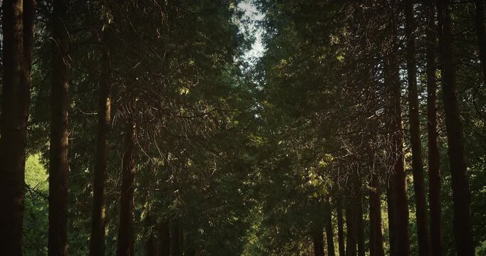 Dark Green Coniferous Tree Trunks in Dense Mystical Forest European spruce