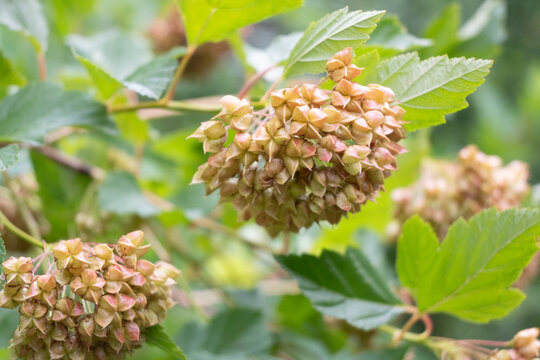 A close-up of papery ninebark seed heads with pinkish hues and star-like shapes. Green serrated leaves create a natural garden background, indicating late summer to autumn seasonal change.