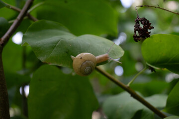 A close-up of a light beige garden snail with long horns crawling on a green leaf in a garden. The soft natural light and lush foliage create a peaceful nature macro scene. © Margarita