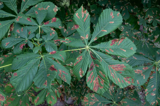 A view of green horse chestnut leaves showing large brown necrotic spots and patches. The texture and veins of the foliage are clearly visible under natural daylight in a garden.