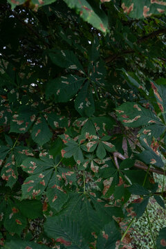 A vertical close-up of green horse chestnut leaves covered with large brown dry patches. The natural daylight highlights the visible veins and texture of the damaged foliage.