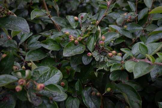A shot of glossy cotoneaster branches carrying clusters of unripe round fruits with reddish tips. Wet green leaves surround the berries, creating a fresh natural hedge scene.