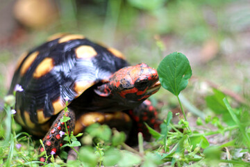 Fototapeta premium Cute small baby Red-foot Tortoise in the nature,The red-footed tortoise (Chelonoidis carbonarius) is a species of tortoise from northern South America 