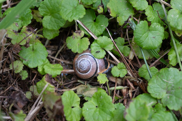 Close-up of a brown and white striped snail hidden among wet green foliage. The detailed shell and natural setting create a peaceful garden nature scene. Great for detailed garden wildlife photography © Margarita