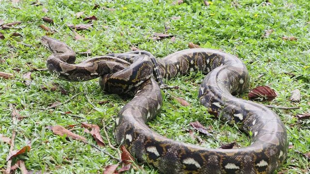 Reticulated python on the grass coiled low to the ground amidst green plants and foliage.