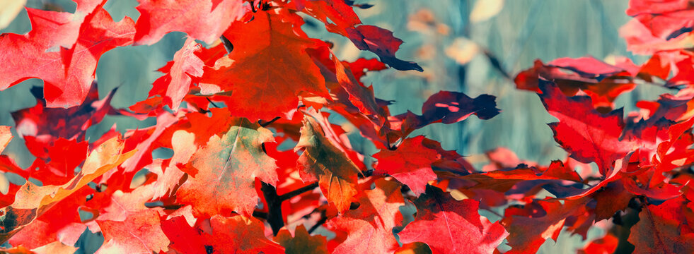 Oak branch with orange leaves in the forest in autumn. Nature background