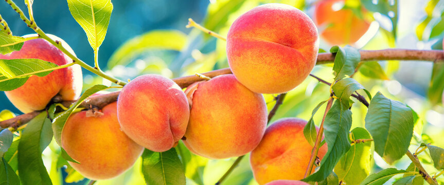 Peach on a branch in an orchard. Harvest of ripe peaches