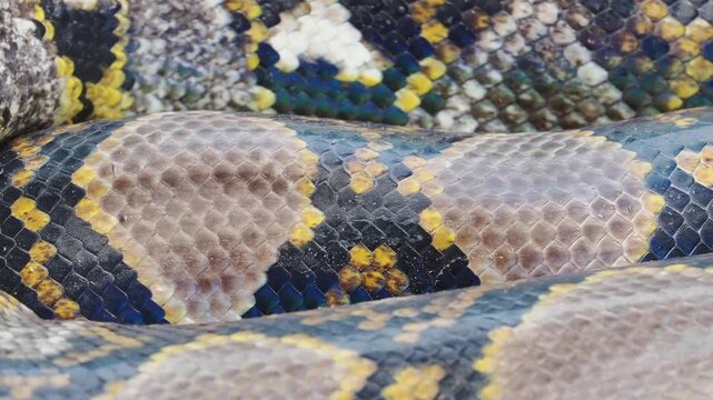 Reticulated python on the grass coiled low to the ground amidst green plants and foliage.