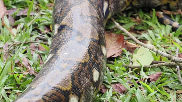 Reticulated python on the grass coiled low to the ground amidst green plants and foliage.