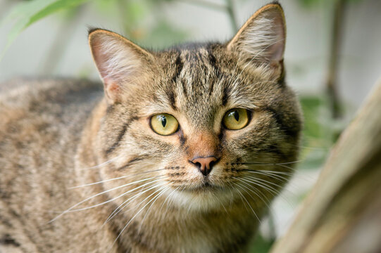 Tabby Cat Staring at Camera with Blurred Green Background