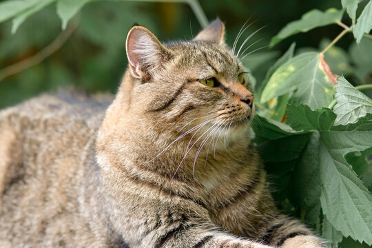 Close-Up Tabby Cat Face Looking Directly at Camera, Green Eyes