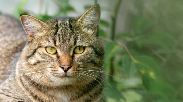 Tabby Cat Portrait Among Green Leaves, Profile View with Whiskers