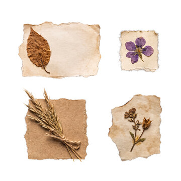 Vintage Paper Pieces with Pressed Botanicals Dried Leaf Flower Wheat
