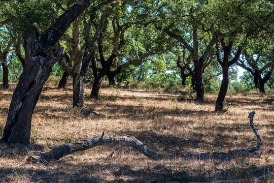 View of cork oak trees with textured bark in a dry landscape under dappled sunlight in Alentejo, Portugal.