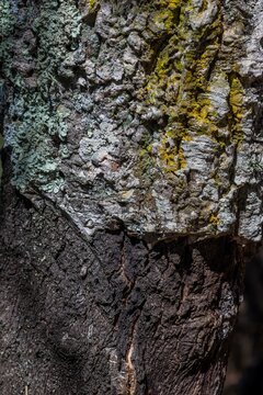 View of a cork oak tree showing the contrast between the harvested dark bark and the natural light-colored bark covered in lichen Alentejo, Portugal.