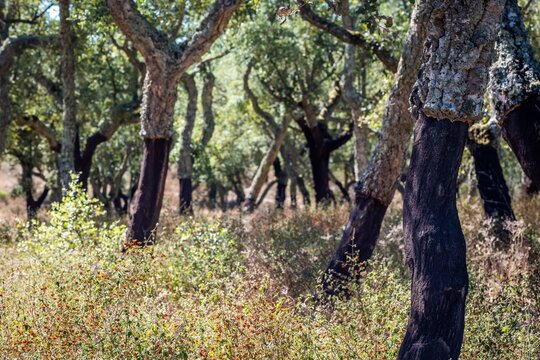 View of cork oak trees with harvested bark in a dry landscape in Alentejo, Portugal.