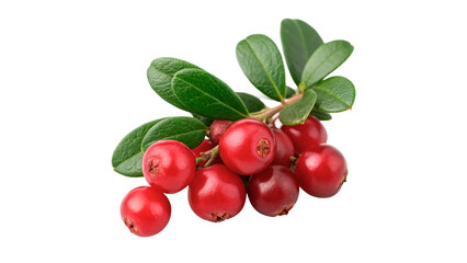 Obraz premium Small group of fresh organic red cranberries with leaves isolated on transparent background.