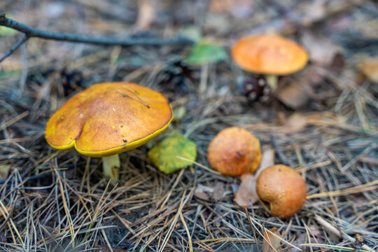 Suillus mushrooms growing among pine needles on forest floor. Wild boletes represent mushroom season, foraging and autumn forest ecosystem